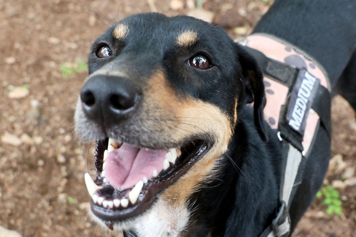Mixed breed dogs face with a big smile towards the camera